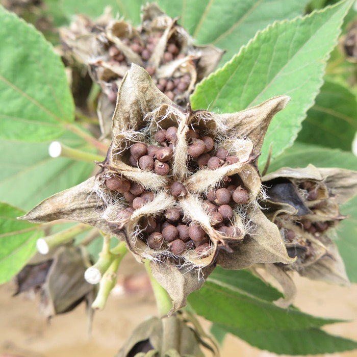 Swamp hibiscus with seeds exposed