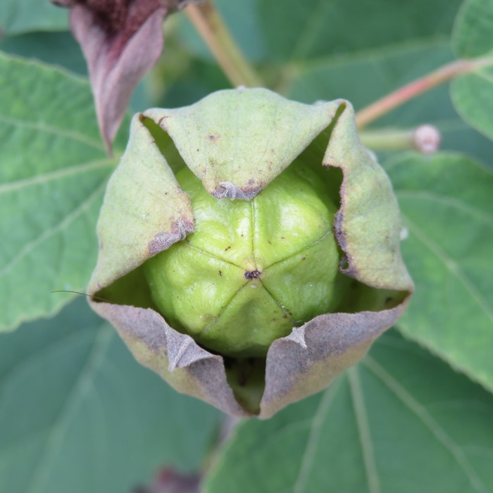 Swamp hibiscus almost ready to release seeds