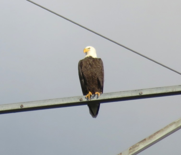 Bald eagle on high voltage tower