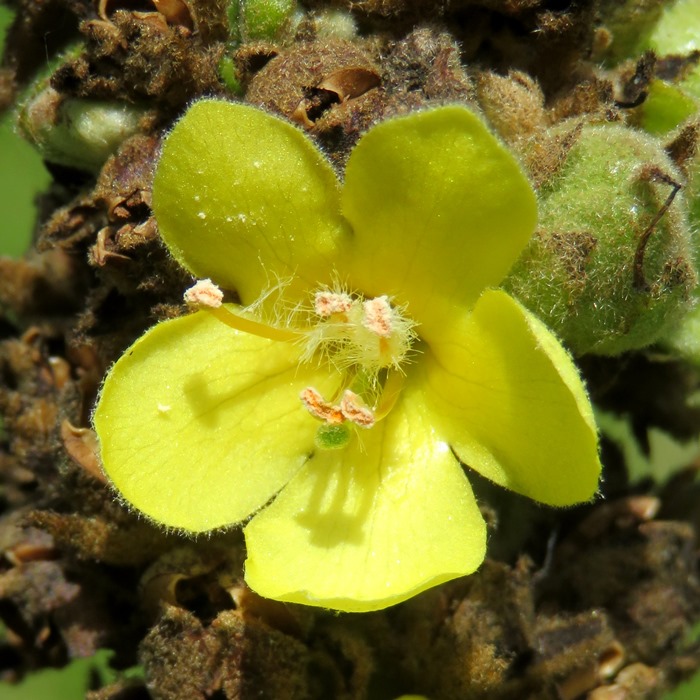 Mullein flower