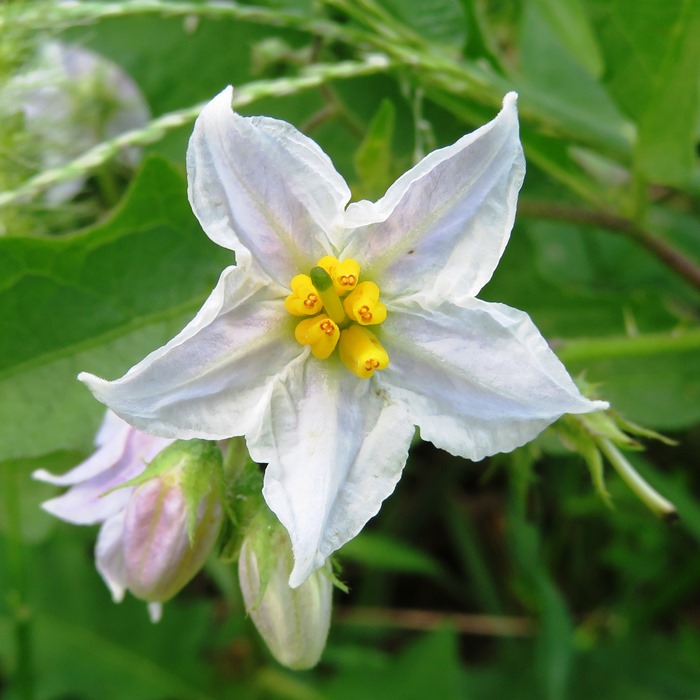 Carolina horsenettle flower