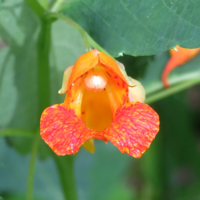 Jewelweed flower