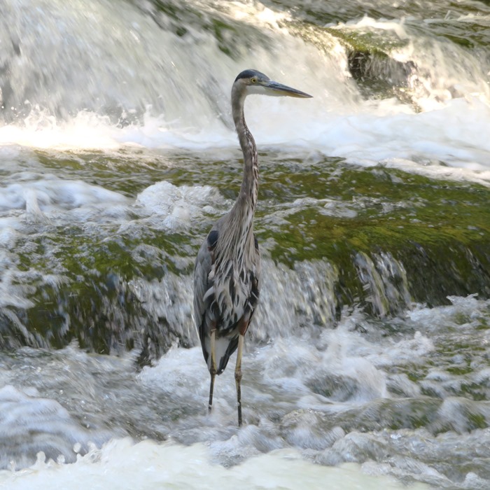 Closeup of great blue heron on McKeldin Rapids