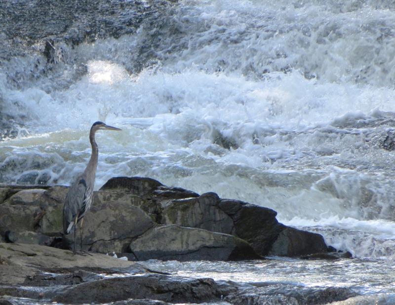 Great blue heron on McKeldin Rapids