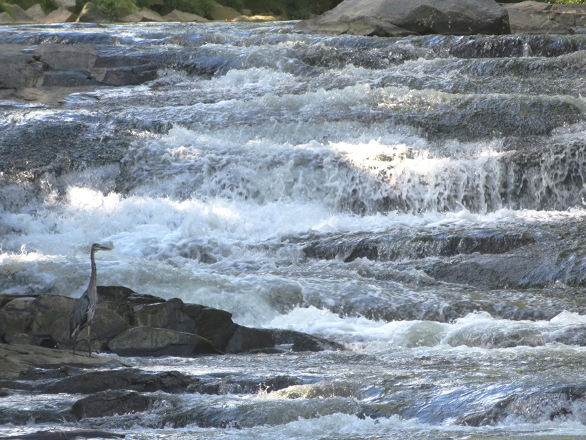 Landscape view of great blue heron on McKeldin Rapids