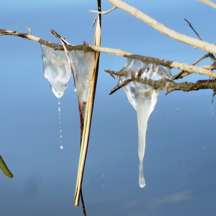 Jellyfish hanging from vegetation above the water