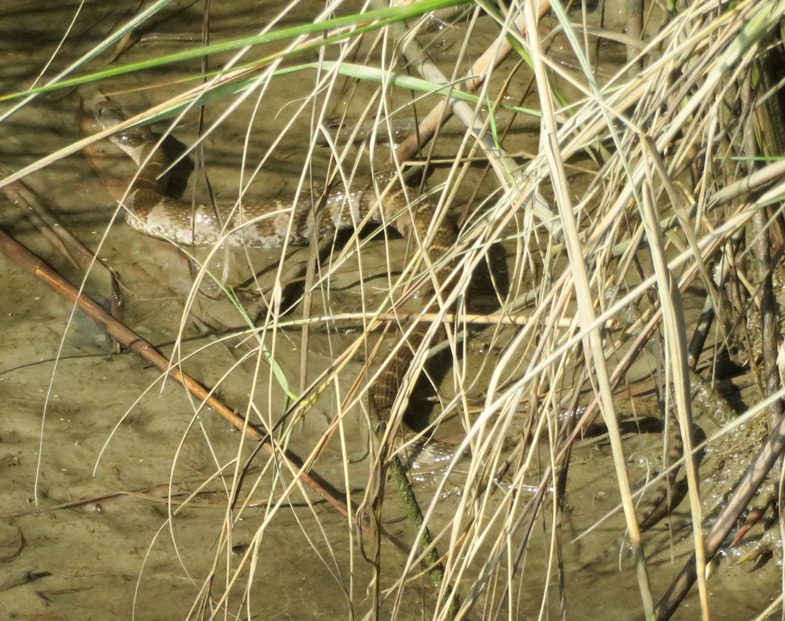 Northern water snake