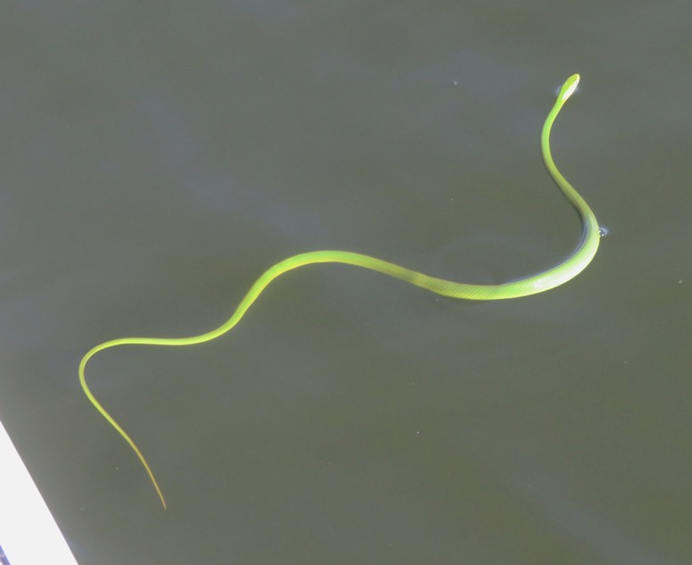 Rough green snake swimming