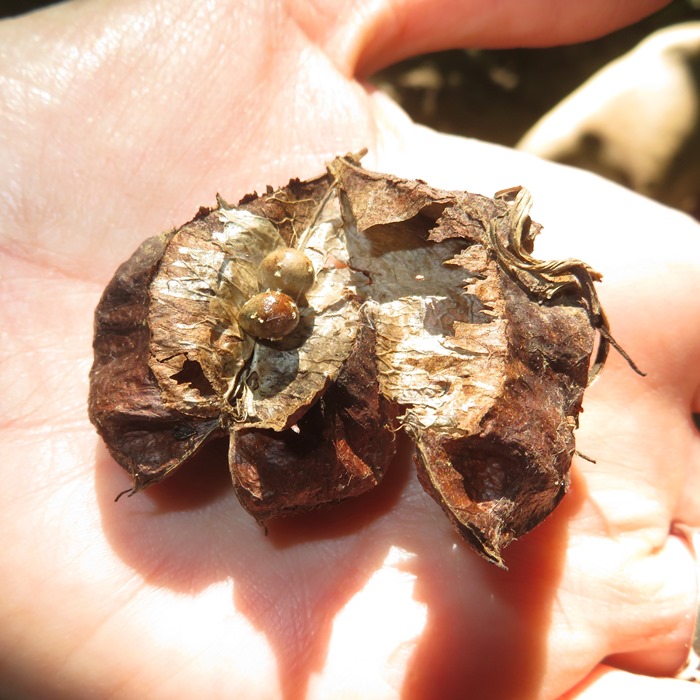 American bladdernut seeds