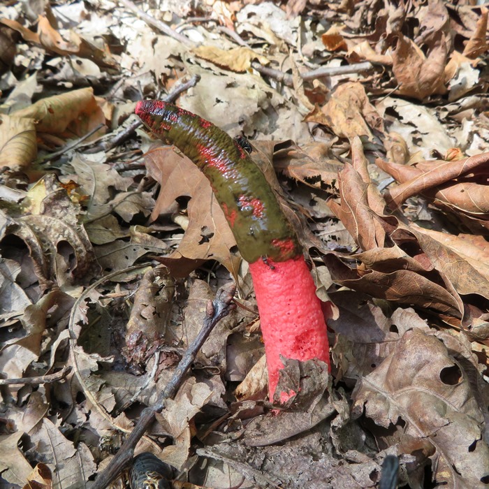 Mutinus elegans fungus