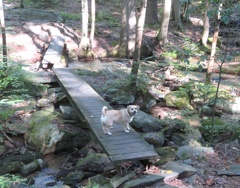 Daphne on boardwalk over Tumbling Run