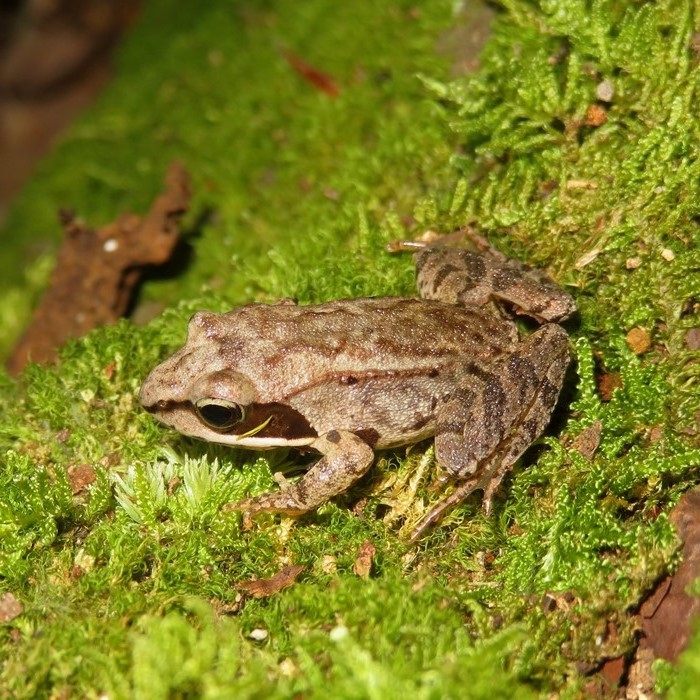 Frog on moss-covered tree