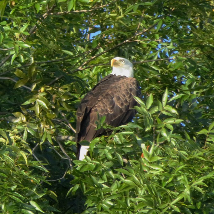 Bald eagle