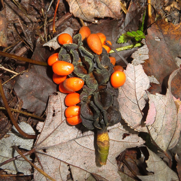 Jack-in-the pulpit fruit