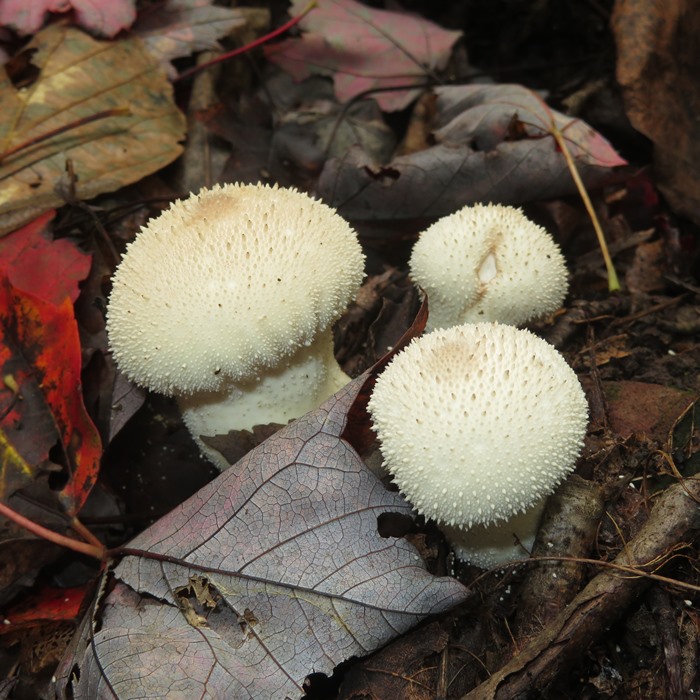 Common puffball mushroom