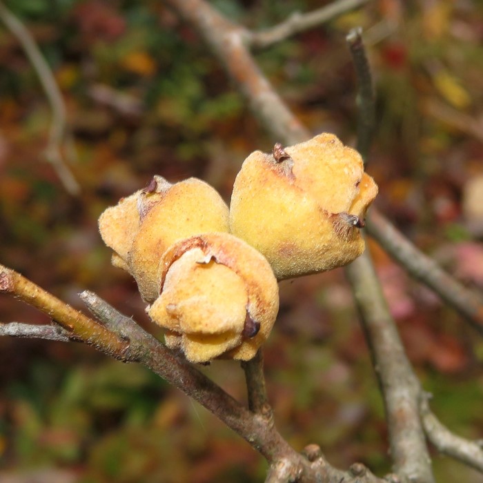 Witch hazel fruit capsule