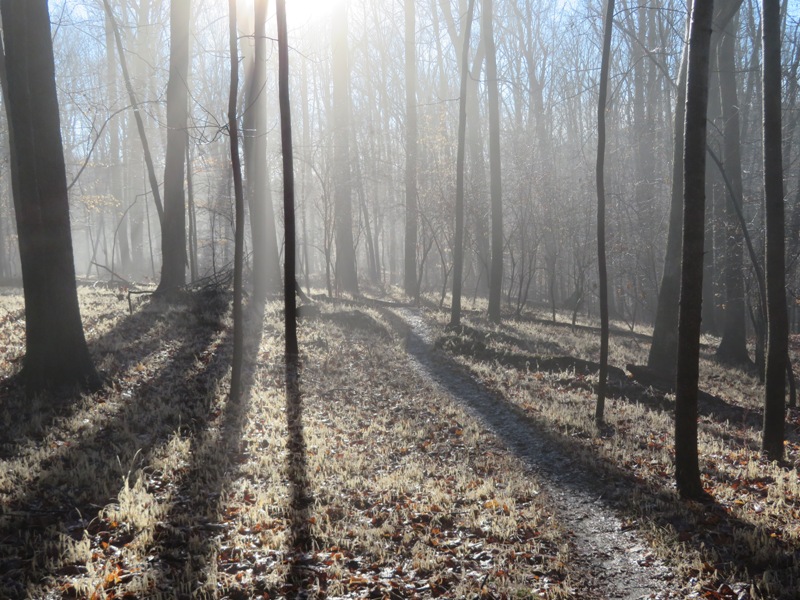 Sun shining through light fog in the woods