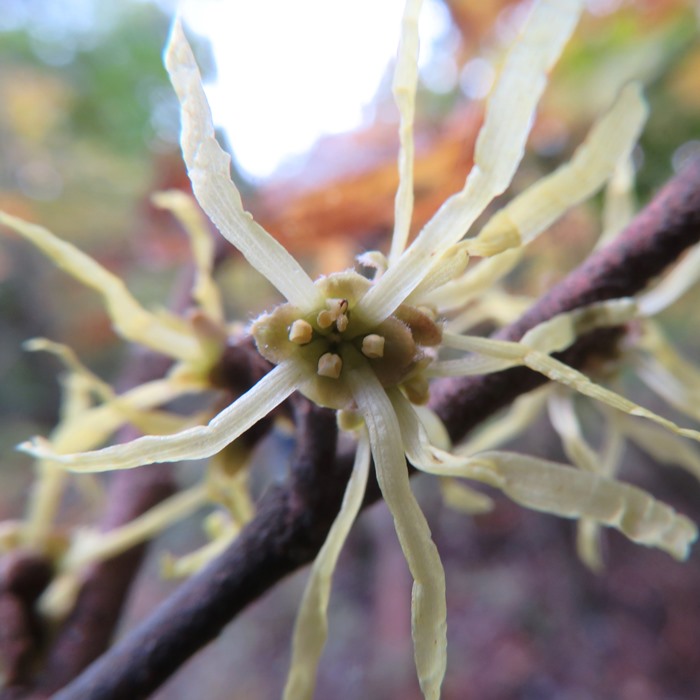 Witch hazel flower