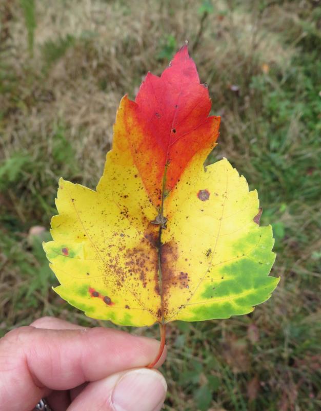 Multi-colored autumn leaf