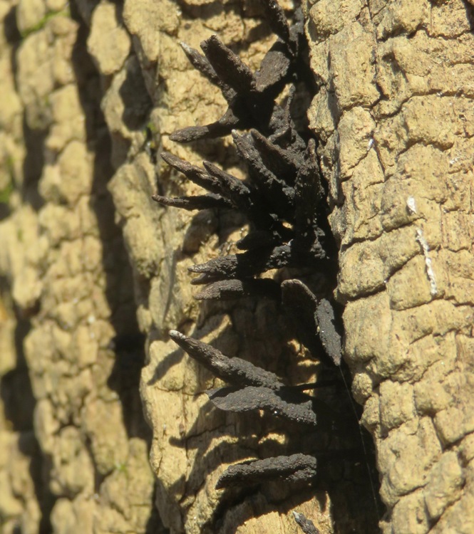 Fungi growing out of a tree