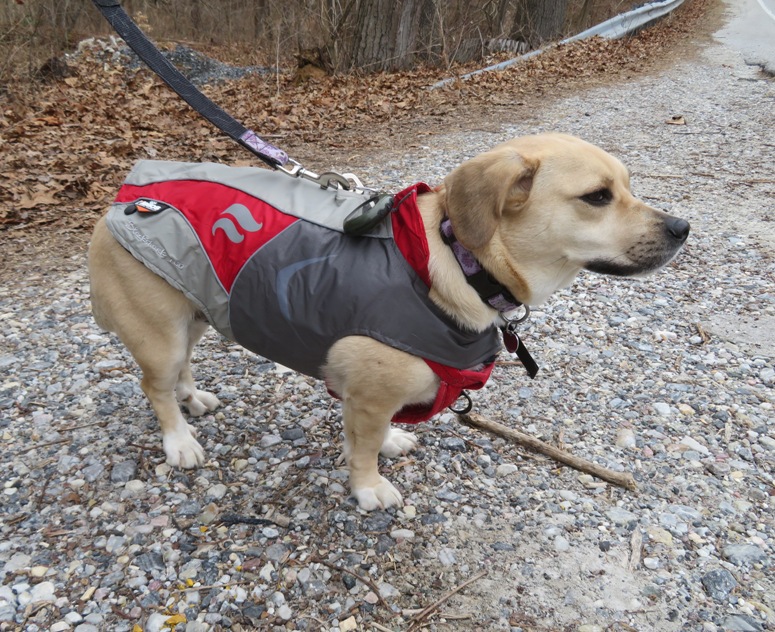 Daphne on leash wearing vest and MiniGPS