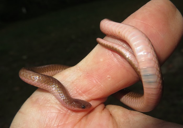 Worm snake