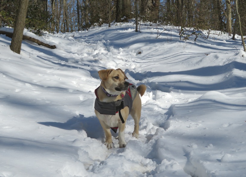 Daphne on a snow-covered trail