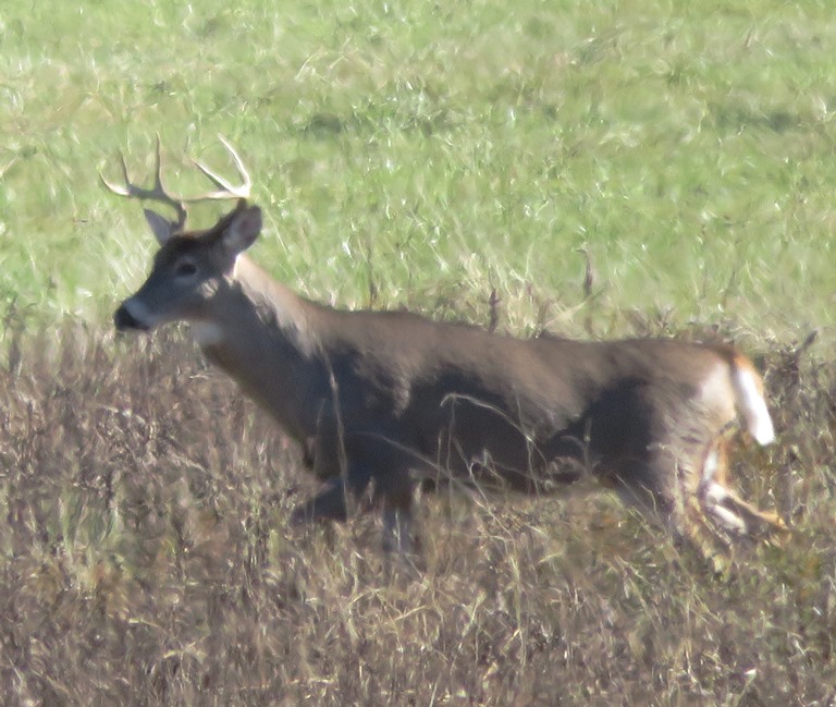 Buck walking through field