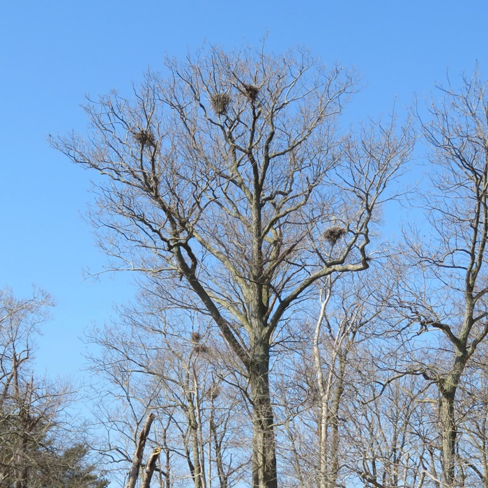 Leafless tree with nests in rookery