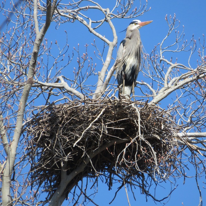 Heron on nest