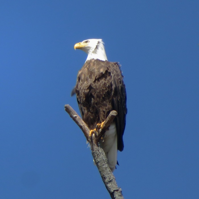 Bald eagle in tree