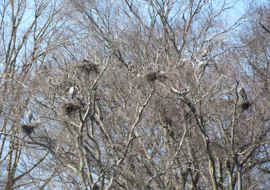 Heron nests in trees of second rookery