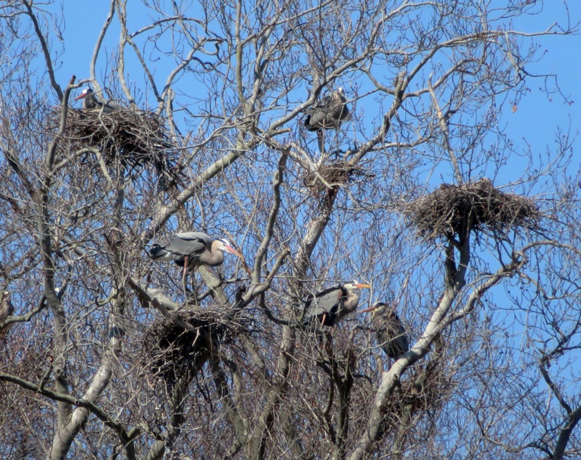 Herons in second rookery