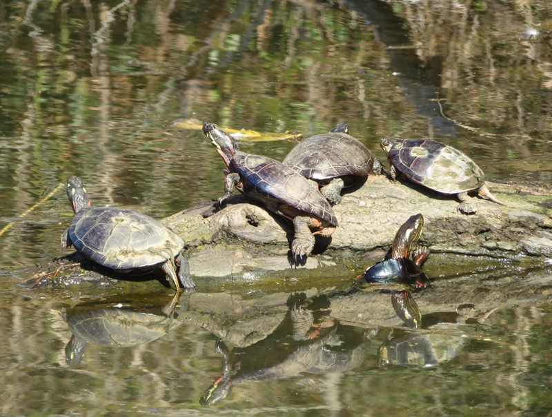 Close-up of five turtles