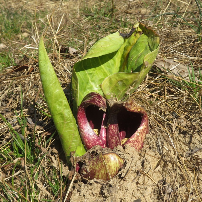 Skunk cabbage on shore