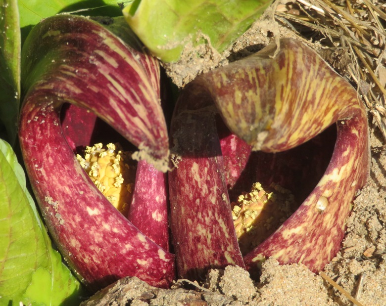 Flowers inside skunk cabbage plants