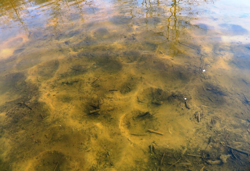 Several depressions under the water