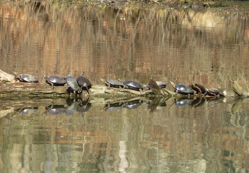 Many turtles on a log