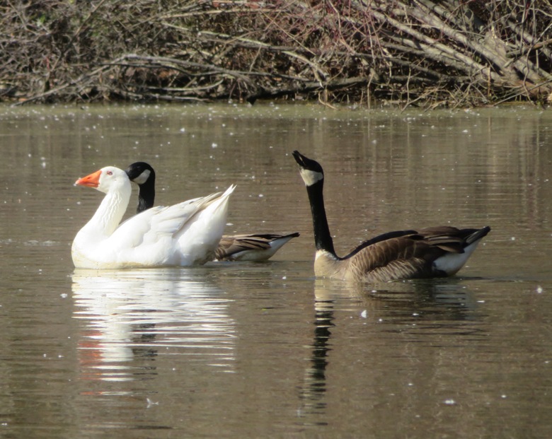 White goose with two Canada geese