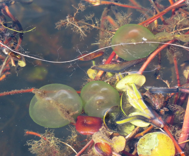 Something in the water.  Possibly an amphibian egg sack?