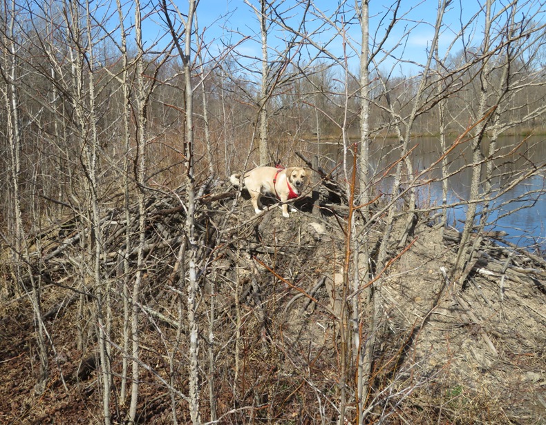 Daphne smelling a beaver on a lodge