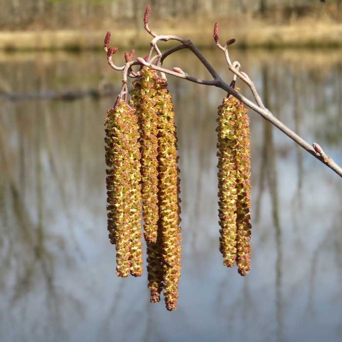 Alter catkins hanging