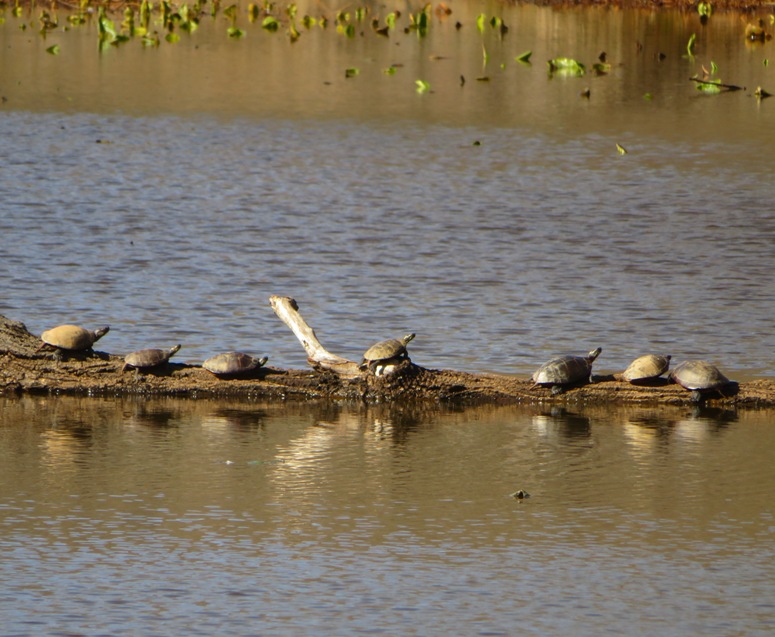 Several turtles on log