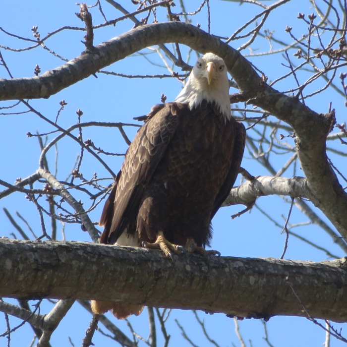 Bald eagle looking all serious