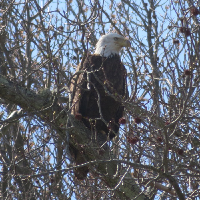 Eagle partially hidden by branches