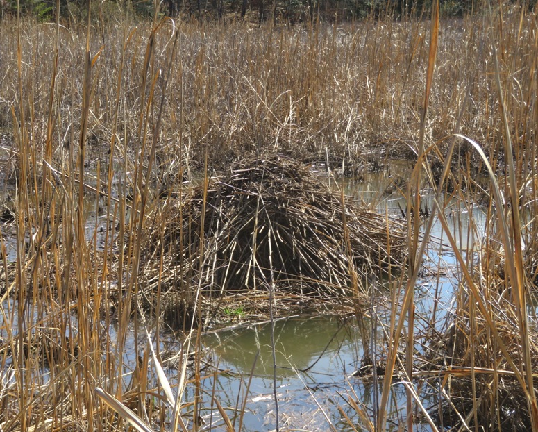 Muskrat mound