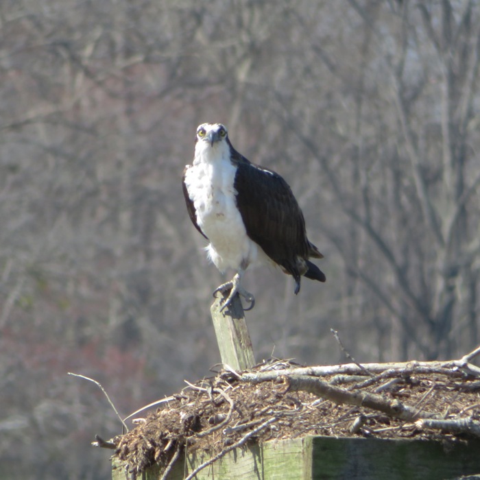 Perched osprey