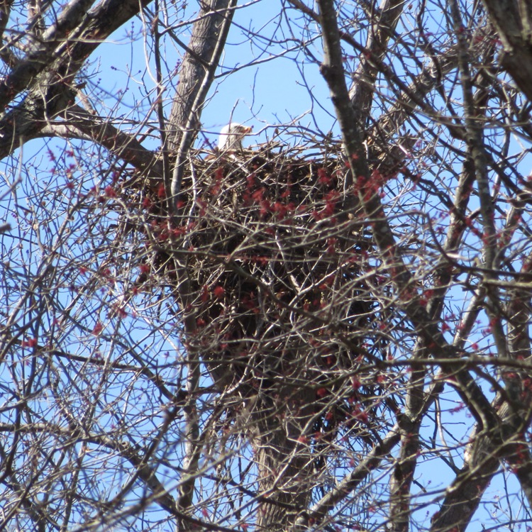 Eagle sticking his head out of a nest