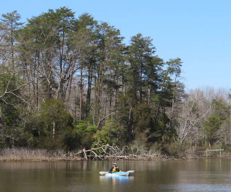 Kayaker with tall trees behind