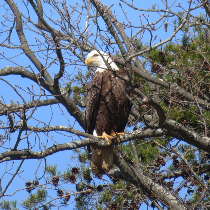 Well-lit eagle in tree